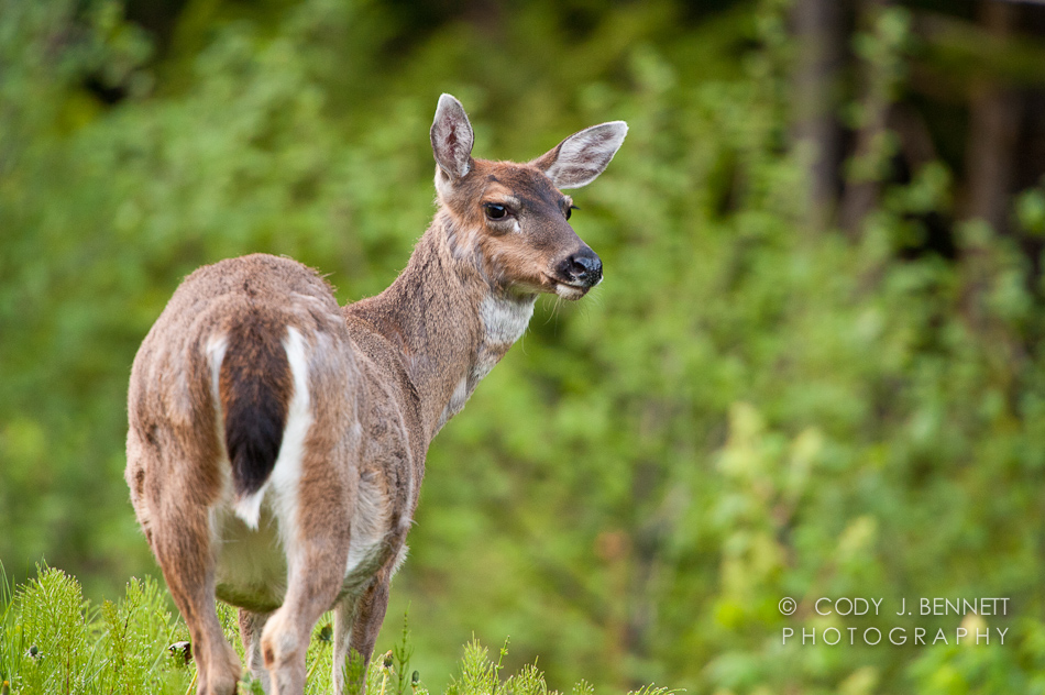 Sitka Black Tail Deer