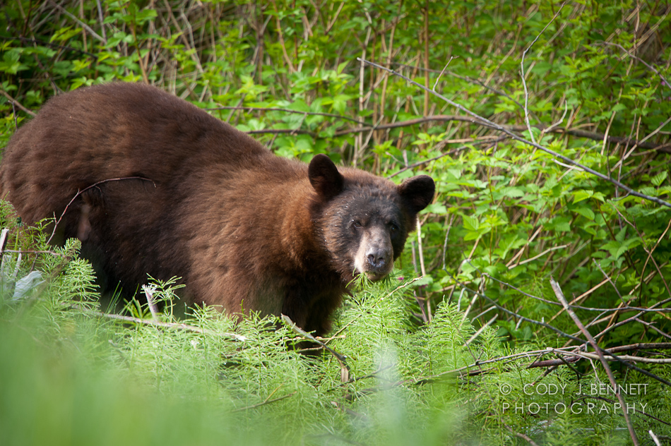 Cinnamon (Black) Bear