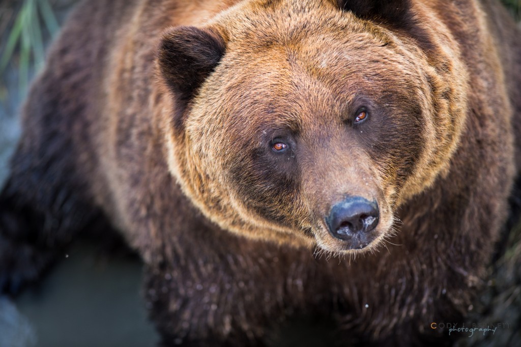 20140906_BearConservation